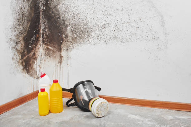 Best Mold Remediation Services  in Harrison, TN
