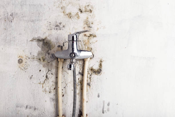 Best Mold Testing  in Harrison, TN