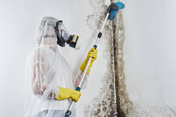 Best Mold Removal Company Near Me  in Harrison, TN