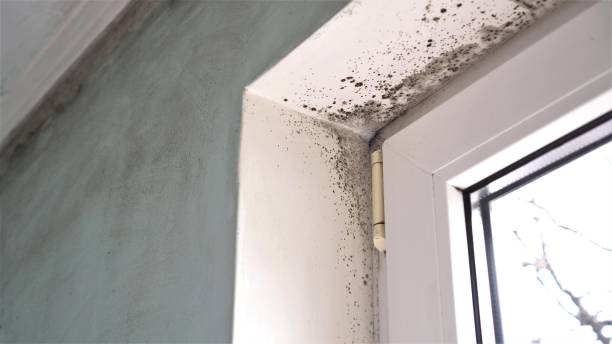 Best Commercial Mold Removal  in Harrison, TN