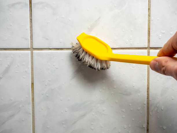 Best Mold Damage Repair  in Harrison, TN