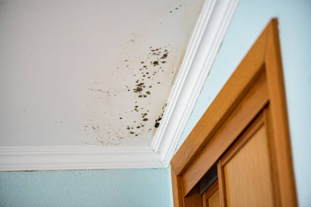 Best Local Mold Removal Service  in Harrison, TN