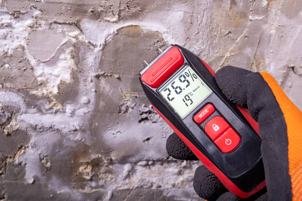 Best Mold Remediation  in Harrison, TN