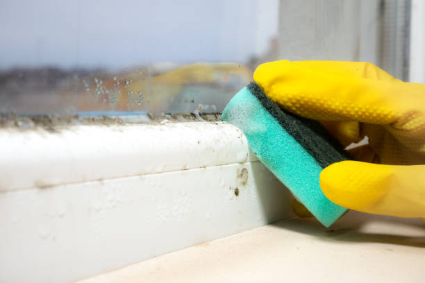 Best Same-Day Mold Removal  in Harrison, TN
