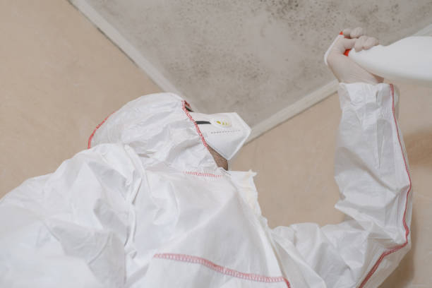 Best Attic Mold Removal  in Harrison, TN