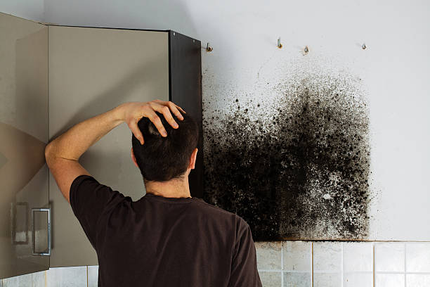 Best Mold Removal Near Me  in Harrison, TN